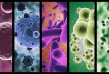 الفرق بين الفيروس والبكتيريا