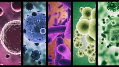 الفرق بين الفيروس والبكتيريا