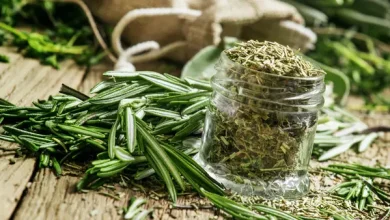 نبات الروزميري