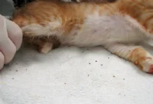 التخلص من براغيث القطط بالخل