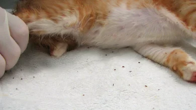 التخلص من براغيث القطط بالخل