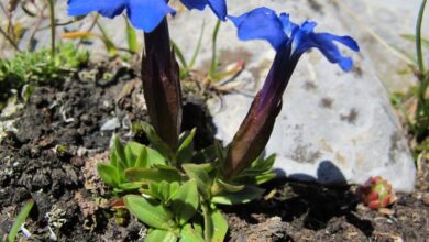 عشبة الجنطيانا لزيادة الوزن