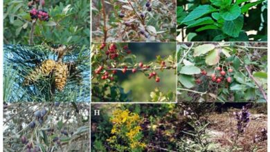 علاج الشحنات الكهربائية بالطب النبوي