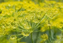 الشذاب في الطب النبوي