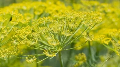 الشذاب في الطب النبوي