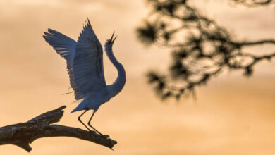 لماذا سمي مالك الحزين بهذا الاسم