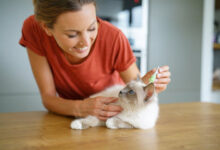 التخلص من براغيث القطط بالخل