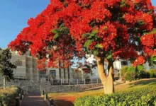 شجرة البونسيانا