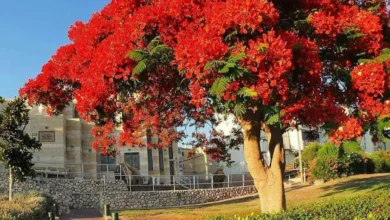 شجرة البونسيانا