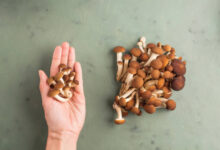 شكل المشروم الفاسد