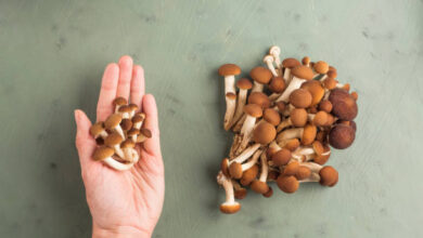 شكل المشروم الفاسد