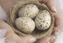 كم مرة تبيض العصافير في السنة