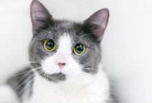 لماذا لا يجب علينا النظر في عيون القطط