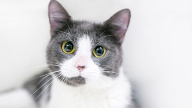 لماذا لا يجب علينا النظر في عيون القطط