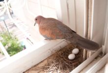 ما هو الطعام الذي يجعل الحمام يبيض