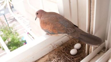 ما هو الطعام الذي يجعل الحمام يبيض