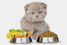 ماذا تأكل القطط من طعام البيت