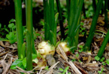 نبته عشبيه ذكرت في القران الكريم مكونه من سته حروف