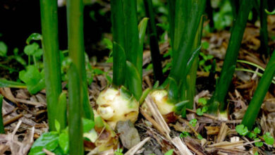 نبته عشبيه ذكرت في القران الكريم مكونه من سته حروف