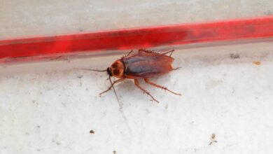 هل وجود الصراصير في البيت يدل على السحر