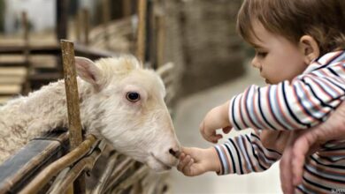 الفرق بين الاضحية والعقيقة وشروط كل منهم