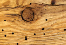 انواع سوس الخشب