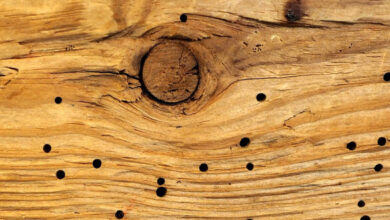 انواع سوس الخشب