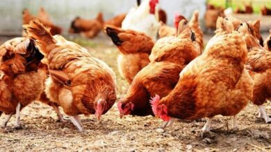 ايهما افضل الدجاج البلدي ام الفيومي