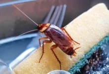 تجربتي في القضاء على الصراصير