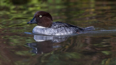 رؤية البط الصغير في المنام للمتزوجه