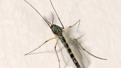 سبب انتشار الهاموش في المنزل