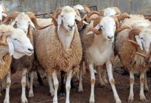 سنن وشروط الاضحية في عيد الاضحى للمضحي