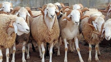 سنن وشروط الاضحية في عيد الاضحى للمضحي