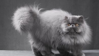 صور قطط شيرازي