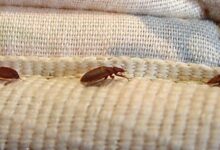 علاج البق بالملح والخل