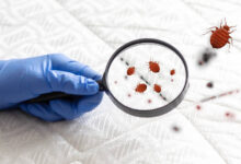 علاج الفاش في المنزل