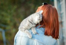 علامات حب القطط لصاحبها