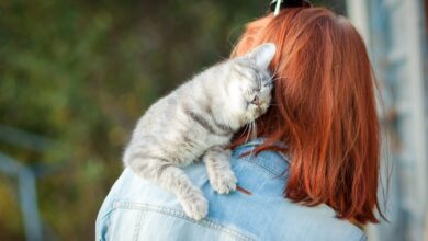 علامات حب القطط لصاحبها