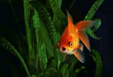 لماذا يفتح السمك فمه باستمرار