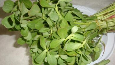 ما هي الرجلة وفوائدها