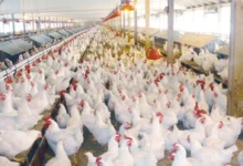 بورصة الدواجن اليوم محمد عادل