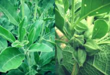 تجربتي مع عشبة الاشواجندا وفوائدها