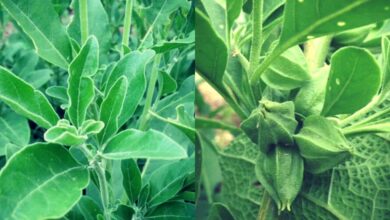 تجربتي مع عشبة الاشواجندا وفوائدها