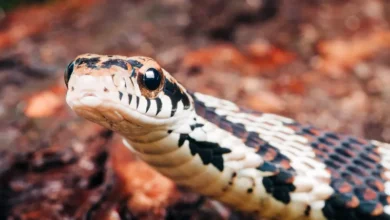 تفسير حلم ثعبان يهاجمني