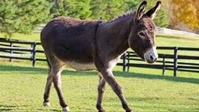 رؤيا ركوب الحمار في المنام