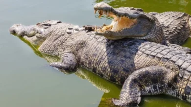 رؤية التمساح في المنام