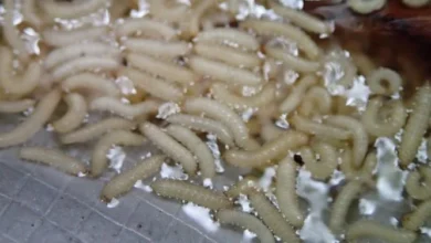 رؤية الديدان البيضاء في المنام للمتزوجة