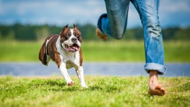 رؤية الكلاب تجري ورائي في المنام للمتزوجة