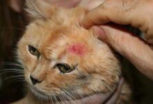 شكل بيض البراغيث في القطط