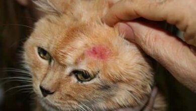 شكل بيض البراغيث في القطط